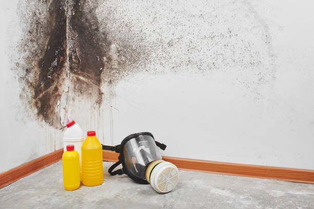 Best Commercial Mold Removal  in Ohioville, PA