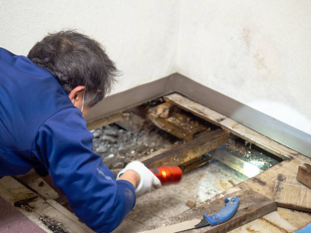 Best Water Damage Restoration  in Ohioville, PA