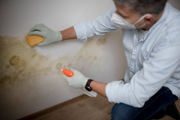 Best Water Damage Restoration  in Ohioville, PA