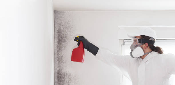 Best Home Mold Removal  in Ohioville, PA