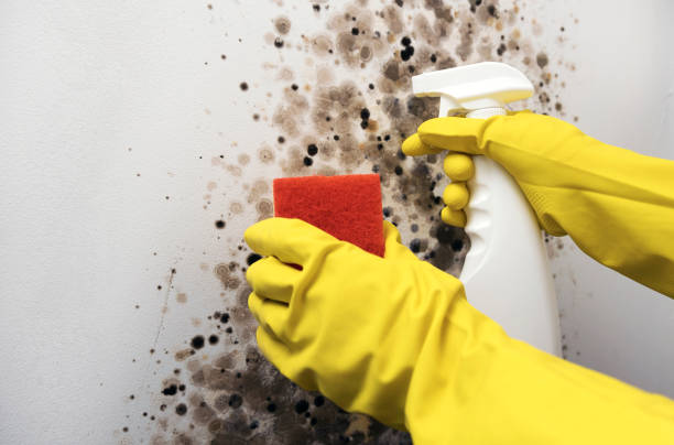 Best Black Mold Removal  in Ohioville, PA