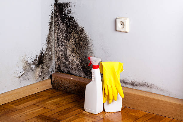 Best Fast Mold Removal  in Ohioville, PA