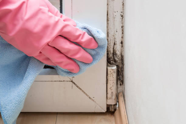 Best Residential Mold Removal  in Ohioville, PA